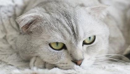 世界杯手机高清观看平台-于睿被诊断为轻微脑震荡 解释自己导致丢球全过程